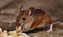 24 Hour & Emergency Exterminators in Morganton, NC